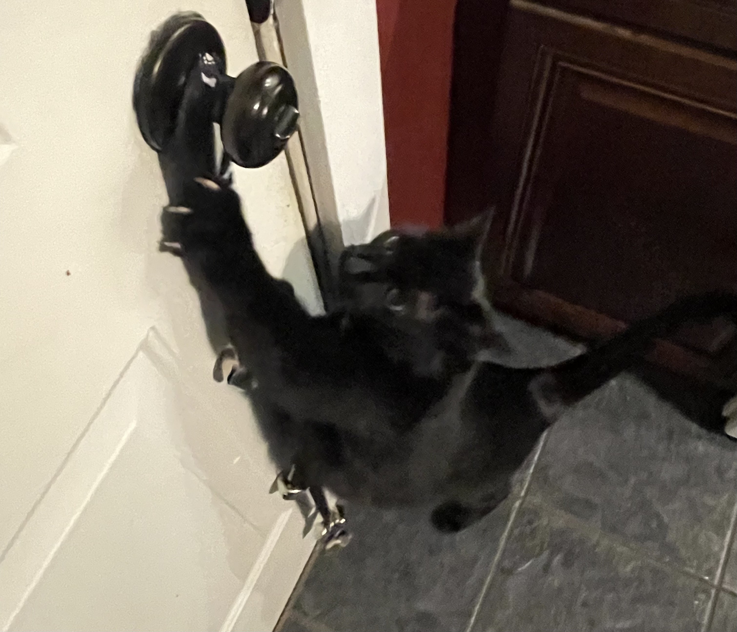 My Cat
